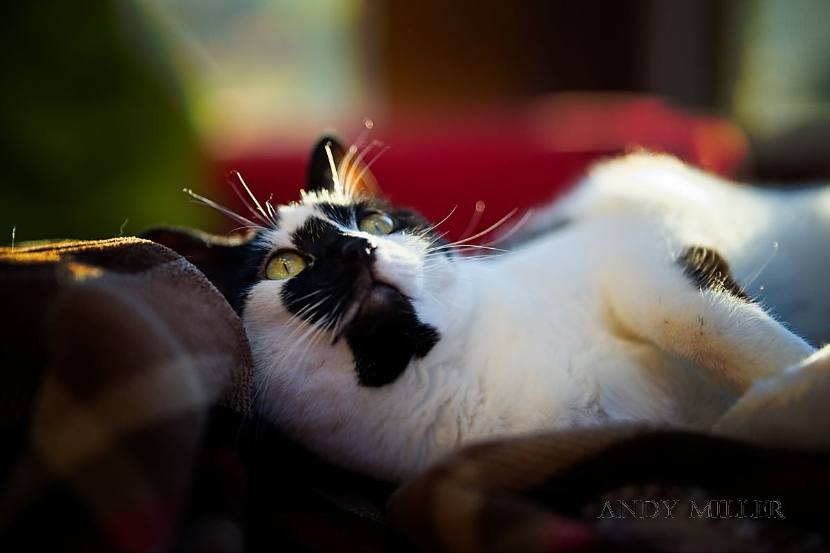 Cats