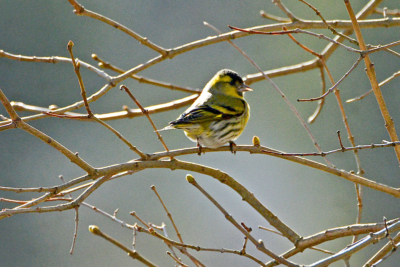 Siisike kevadhommik.