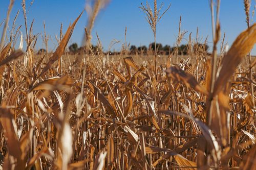 Cornfield Harvest