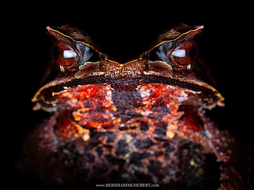 Pelobatrachus nasutus Syn. Megophrys nasuta - Long-nosed horned