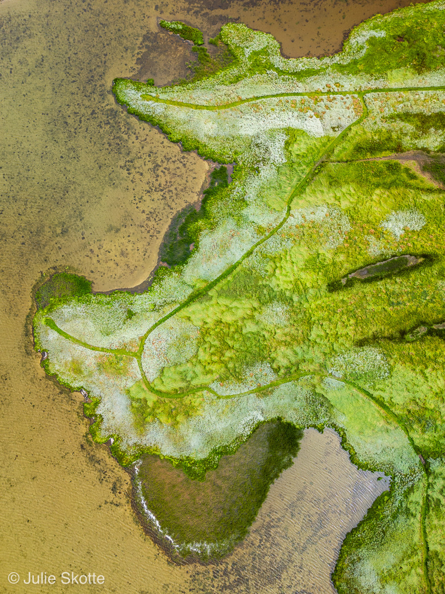 Salt Meadow Aerials: Where Land Meets Sea to create mesmerizing creatures
