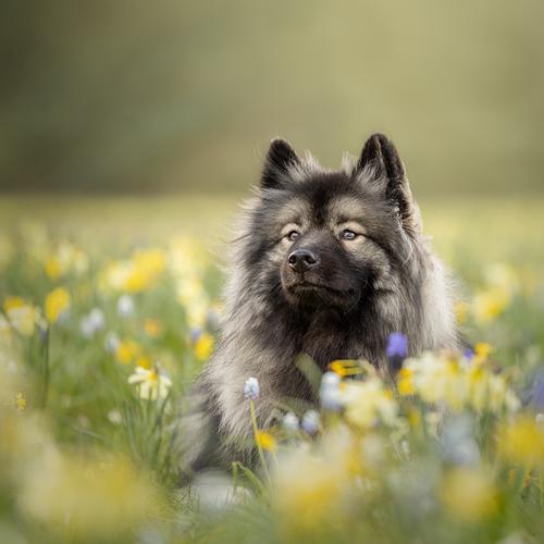 LENTE/BLOEMEN