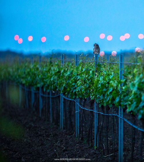 Asio otus - Waldohreule