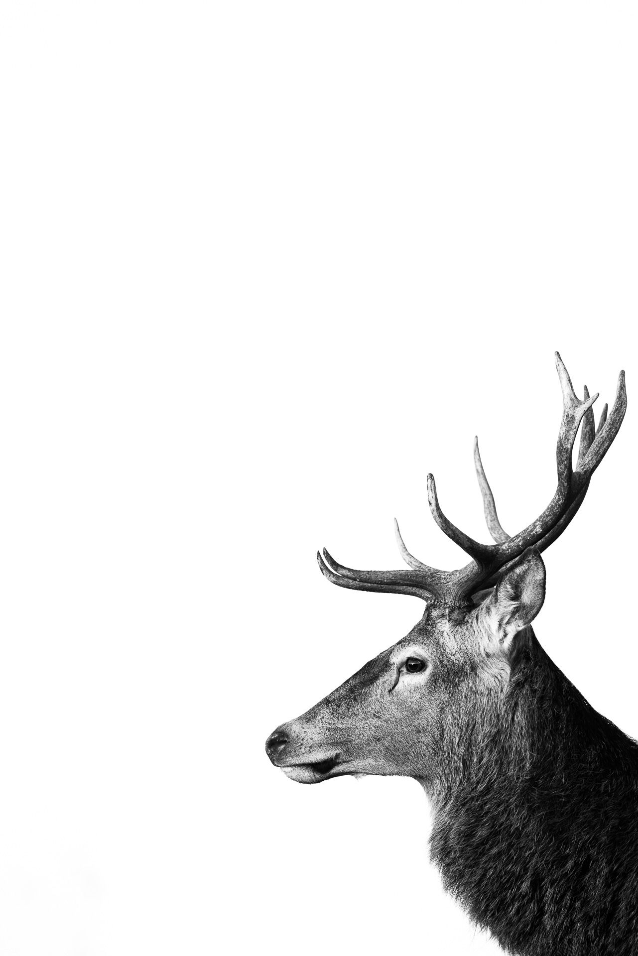 Thomas Durrant | Wildlife Photographer