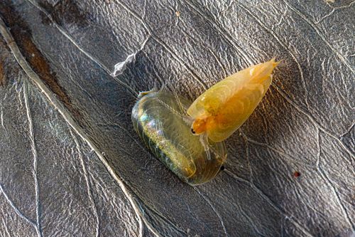 Leptestheria dahalacensis - Steppe clam shrimp