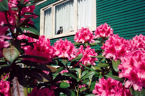 cat in window of house on 35mm film