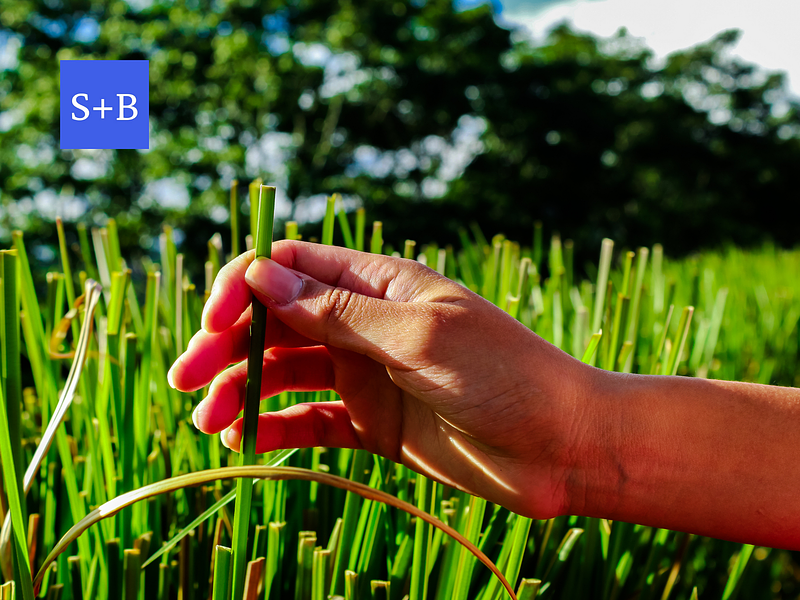 Unlocking the Powerful Benefits of Vetiver Essential Oil