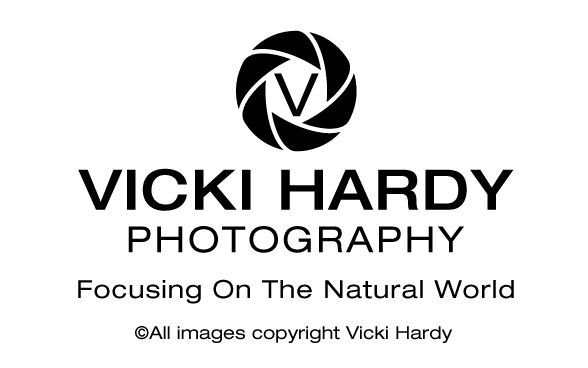Vicki Hardy Photography. Focusing On The Natural World.