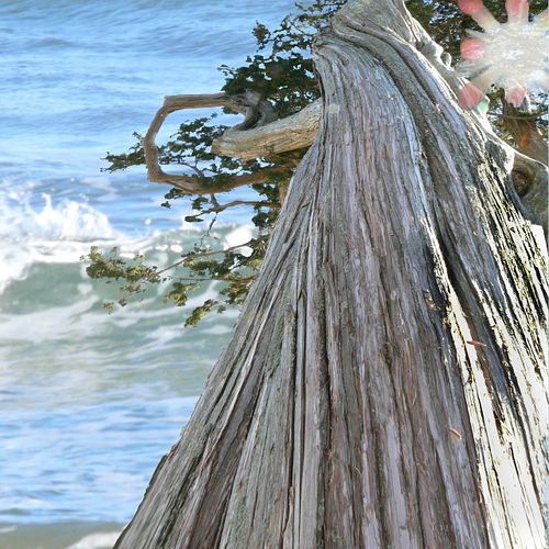 tree on hill overlooks ocean becomes beacon