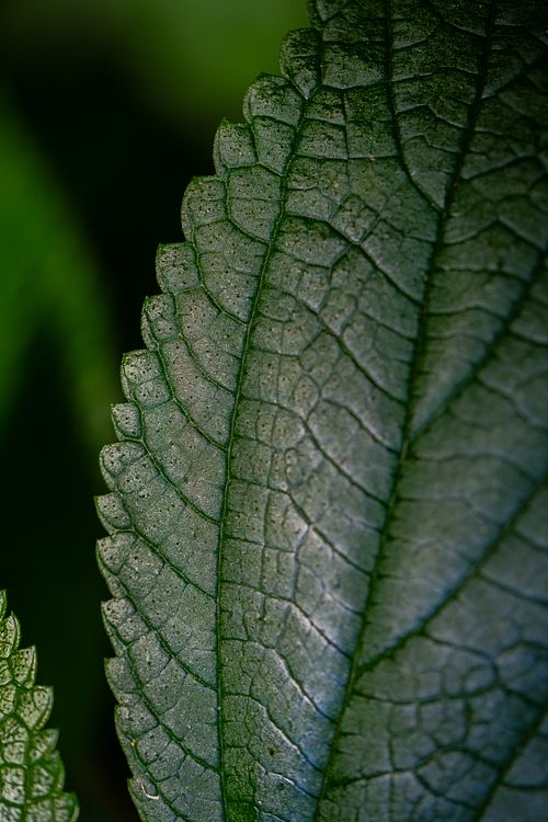 Texture