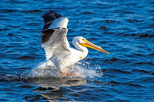 great white pelican