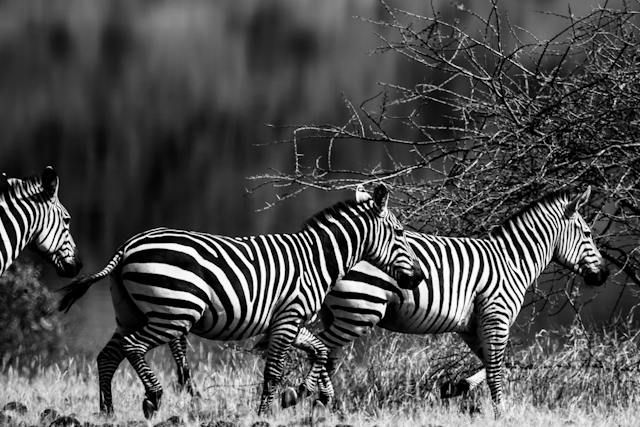 Mastering Contrast in Black & White Wildlife Photography: Tips and Techniques