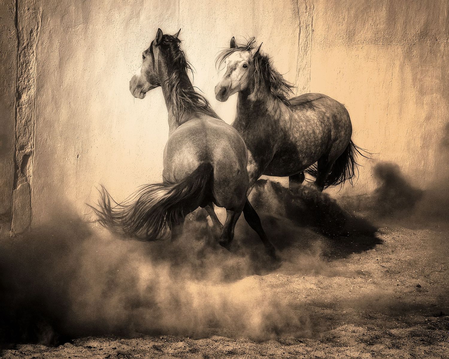 SUSAN IRENE PHOTOGRAPHY