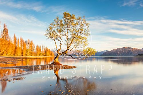 A photo of the Wanaka Tree, Wanaka, New Zealand