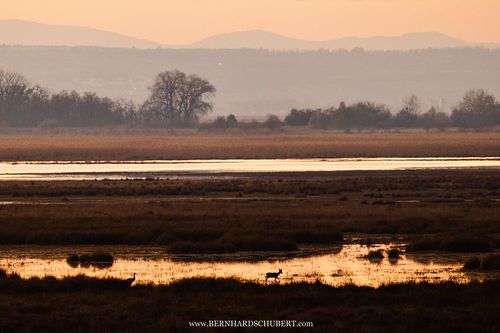 Grus grus - Common Crane