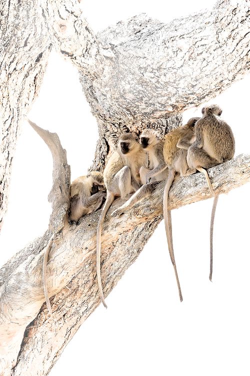 Singes sur fond blanc au Kenya
