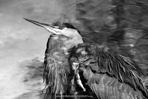 Ardea cinerea - Grey Heron