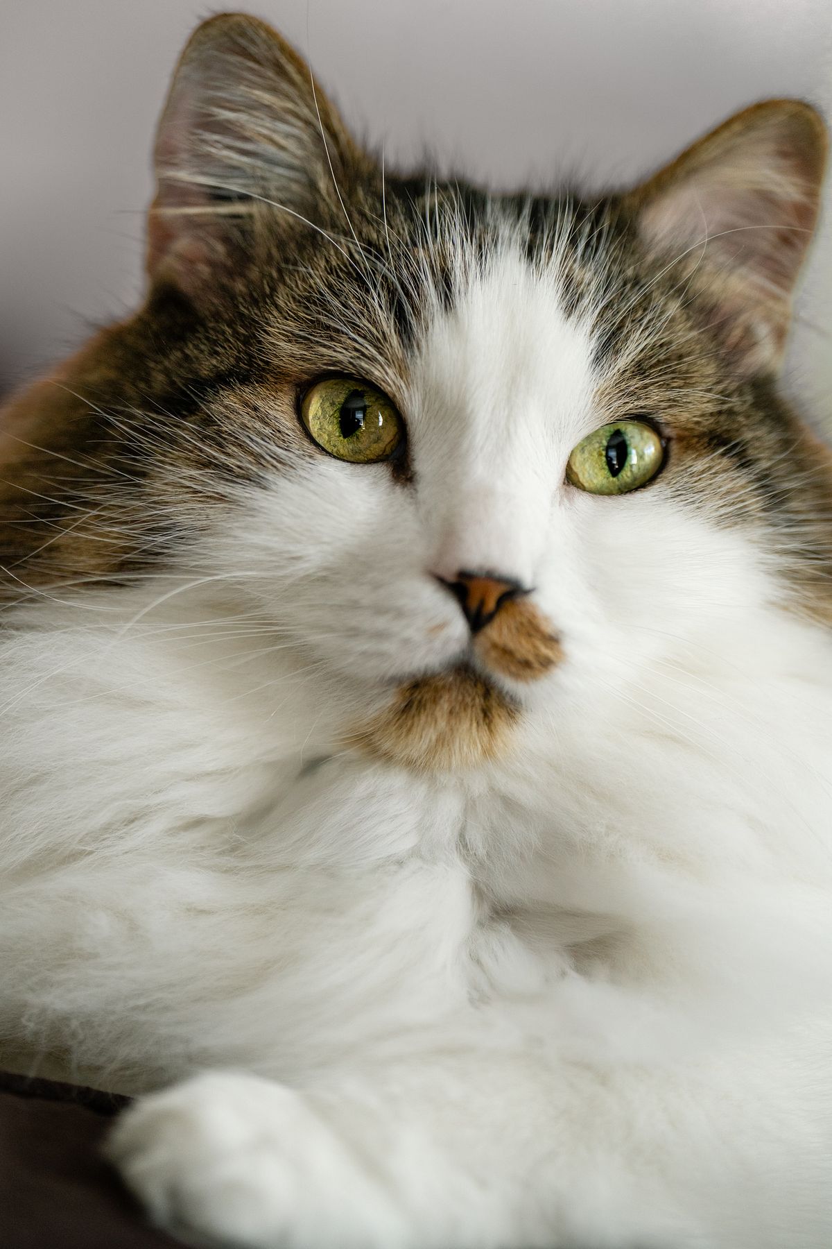 Cat with beautiful eyes.