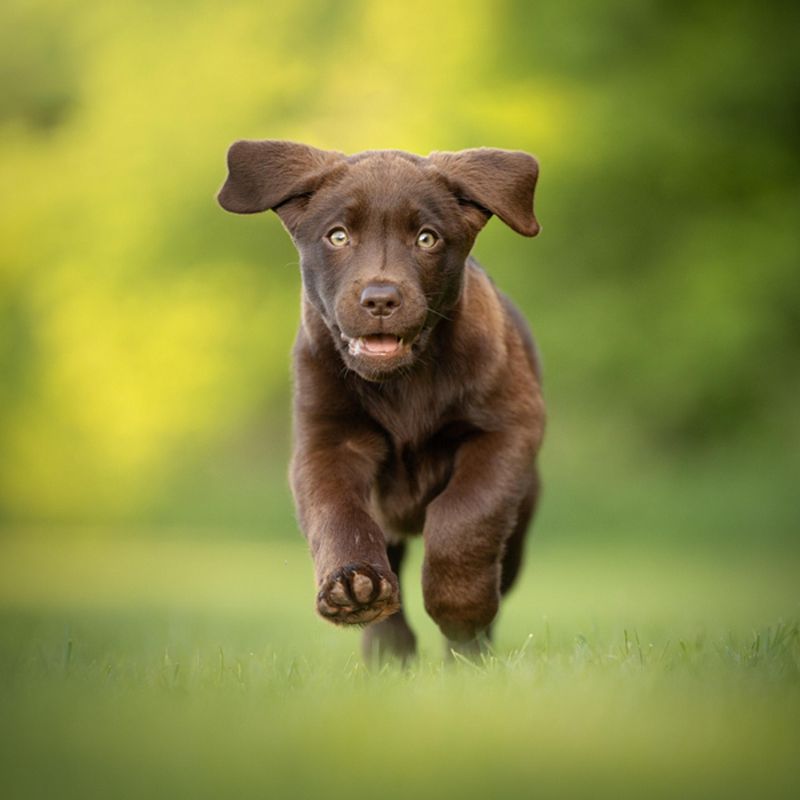 Herinneringen voor altijd: waarom een fotoshoot met je puppy of kitten zo waardevol is