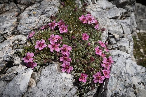 Dolomiten-Fingerkraut
