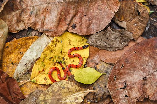 Calliophis maculiceps - speckled coral snake