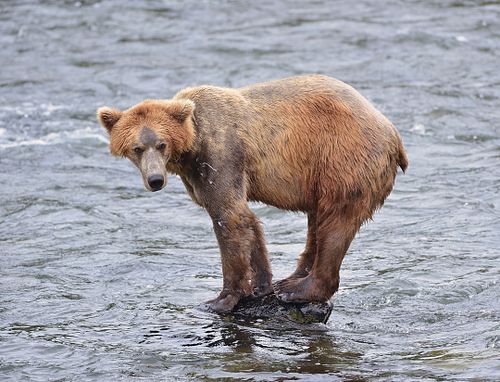 Best place for bear photography workshop & tour in the US.  Located in Katmai National Park, Brooks Camp, Brooks Falls, & Kodiak, Alaska, United States.