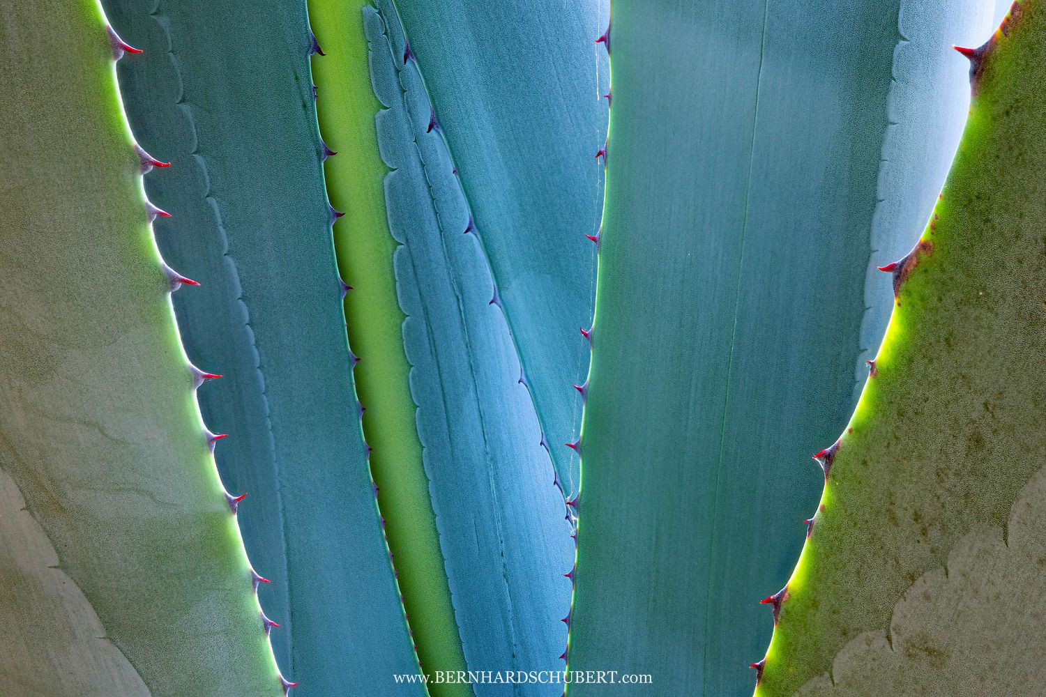 Agava leaves