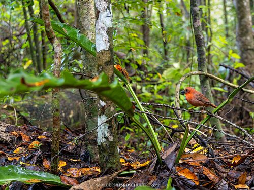Driophlox fuscicauda - Rotkehlkardinal