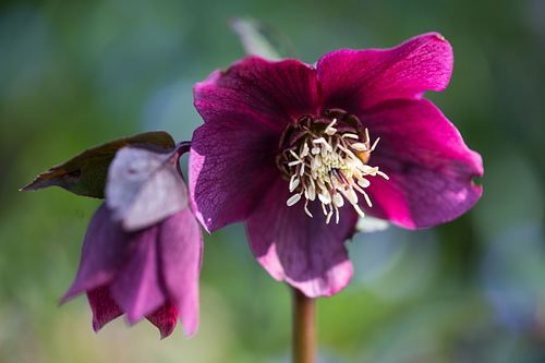 Im Botanischen Garten Bern