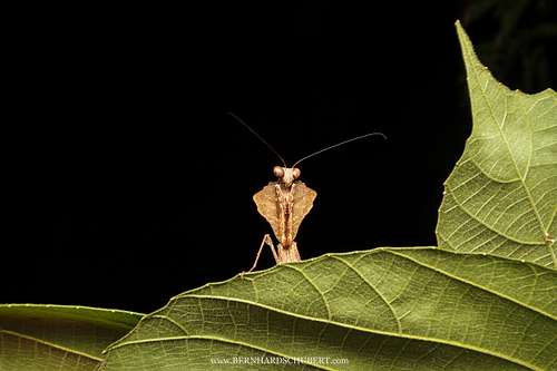 Curious Mantis