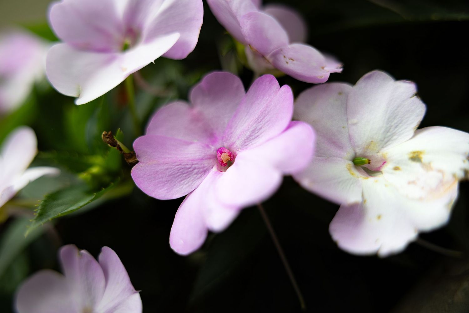 Beautiful purple, pink, and white flowers