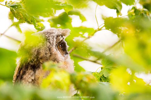 Asio otus - Long-eared Owl