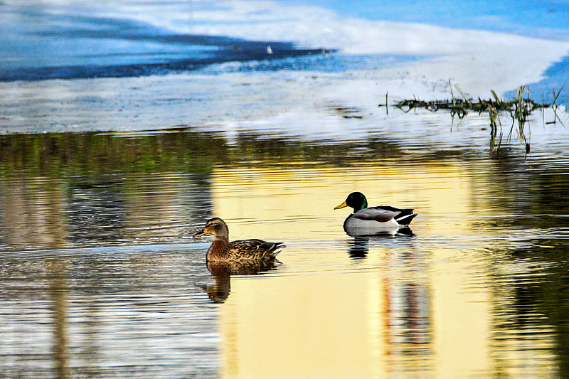 Kohapeal olevad linnud toovad üha enam kevadhõngu.