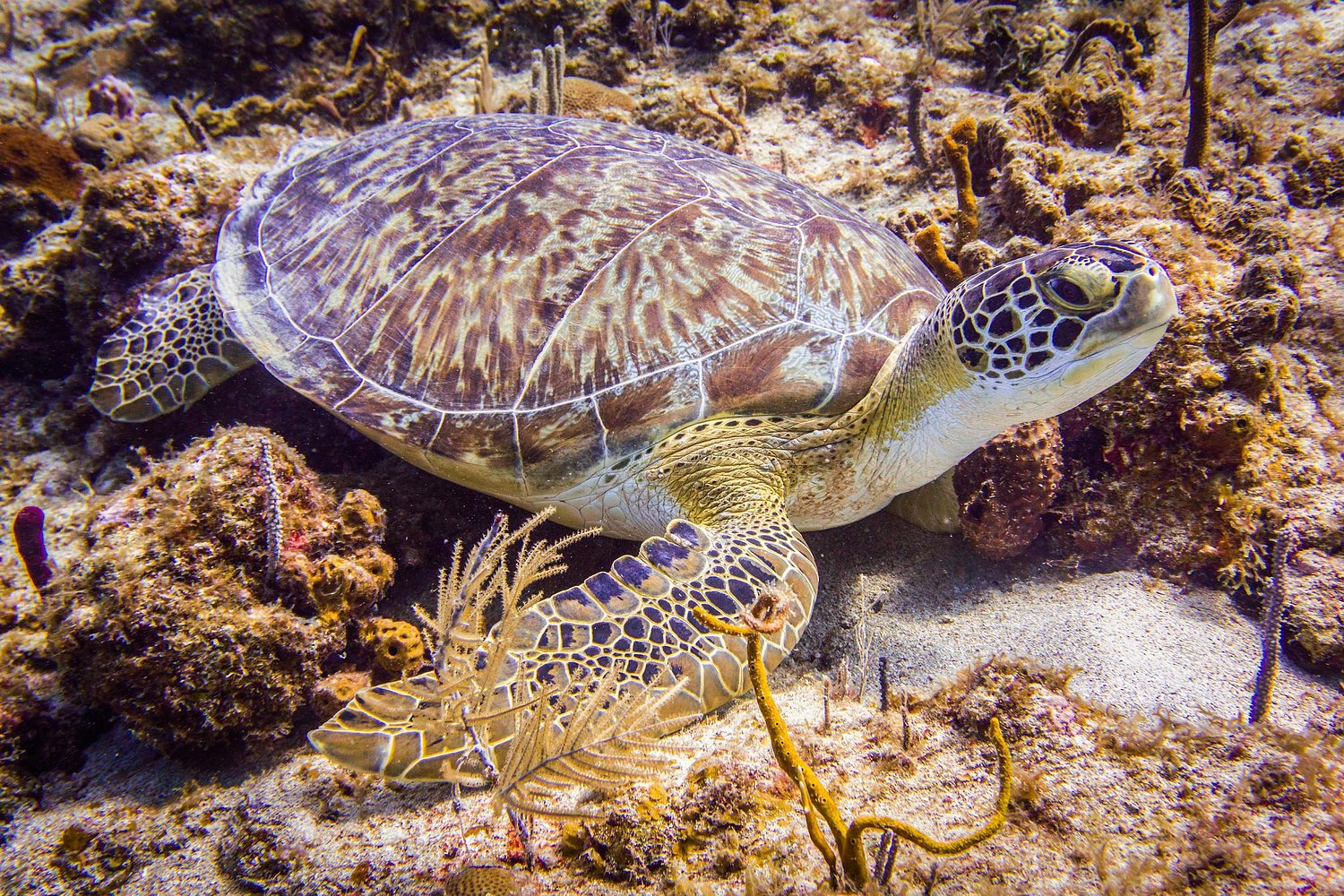 USVI.Photos