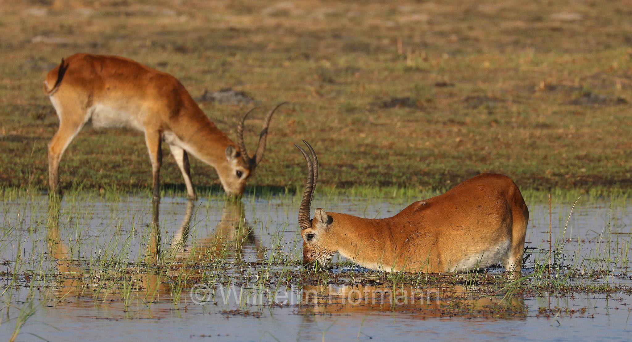 lechwe, red lechwe, southern lechwe, Letschwe, Litschi, Lechwe, Litschi-Moorantilope, lichi, Kobus leche﻿, Moremi Game Reserve, Moremi-Wildreservat, Okavango Delta, Okavango Grassland, Botswana, Republik Botsuana