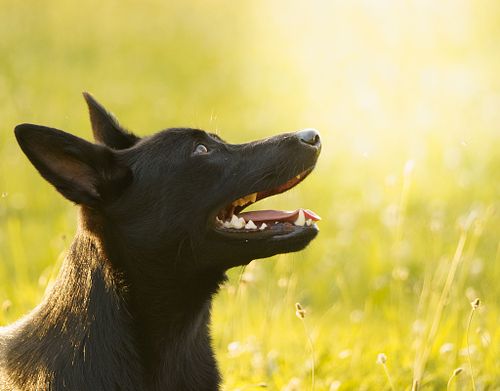 Animaux de compagnie