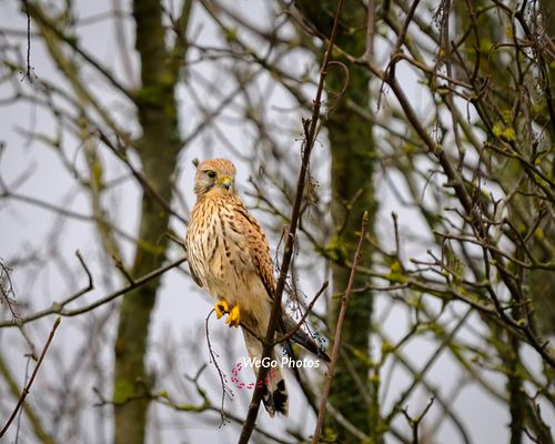 Kestrel Perched
