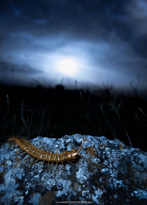 Scolopendra cingulata - Megarian banded centipede