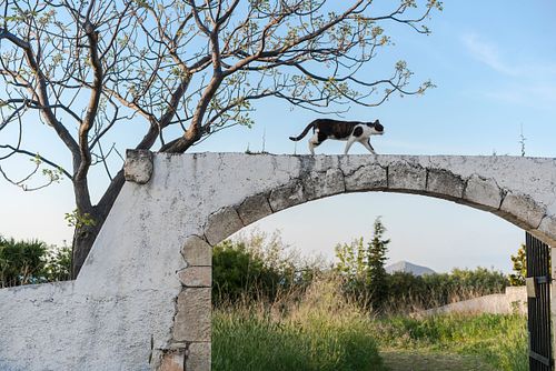 Katze auf Torbogen