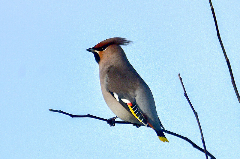 Mitmete saabuva siidisabade külaskäik.