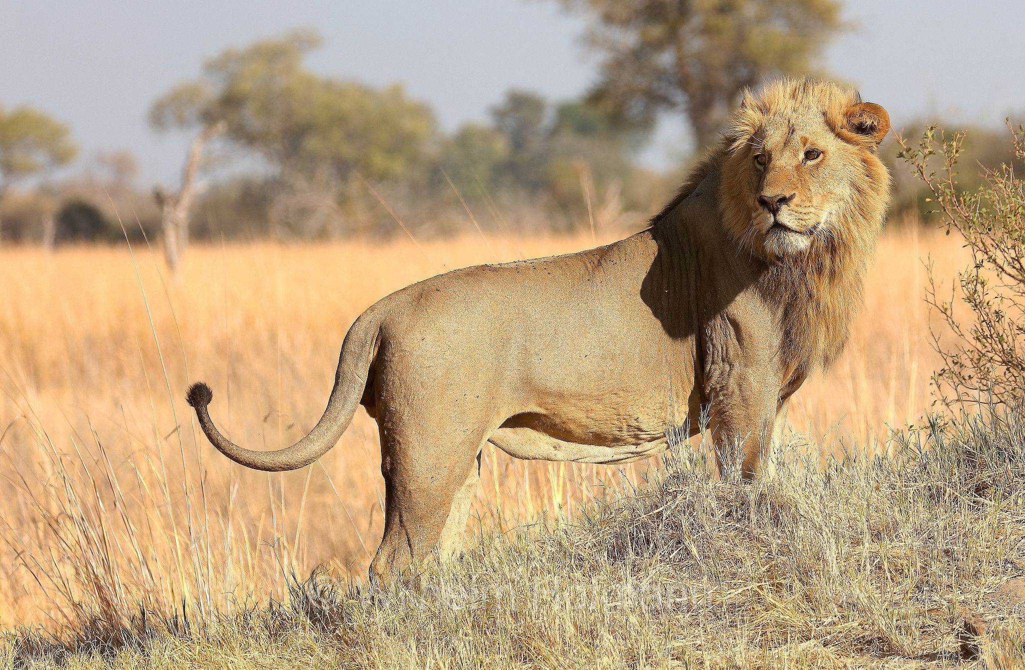 Lion, Löwe, leone, panthera leo melanochaita, ﻿Moremi Game Reserve, Moremi-Wildreservat, Okavango Delta, Okavango Grassland, Botswana, Republik Botsuana