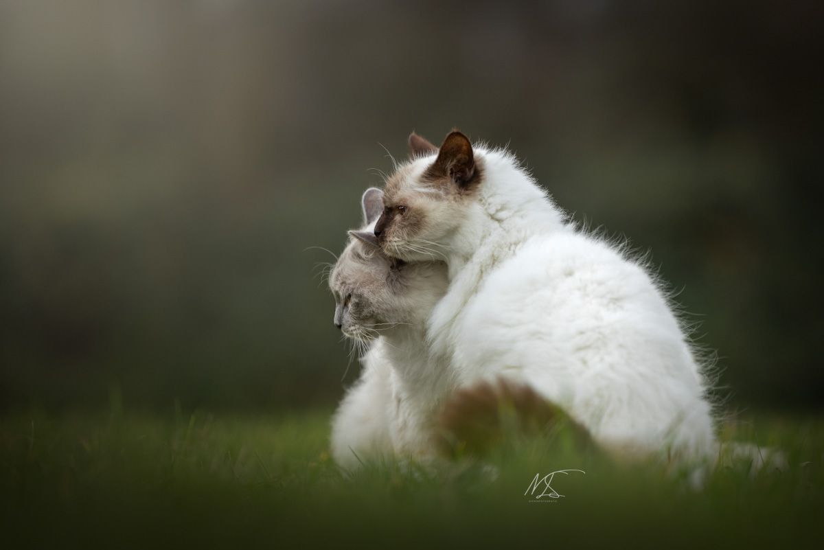 Ragdoll zit tegen heilige birmaan aan, zij aanzicht.
