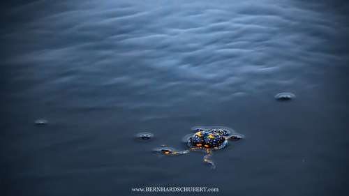 Bombina bombina - Fire-bellied toad