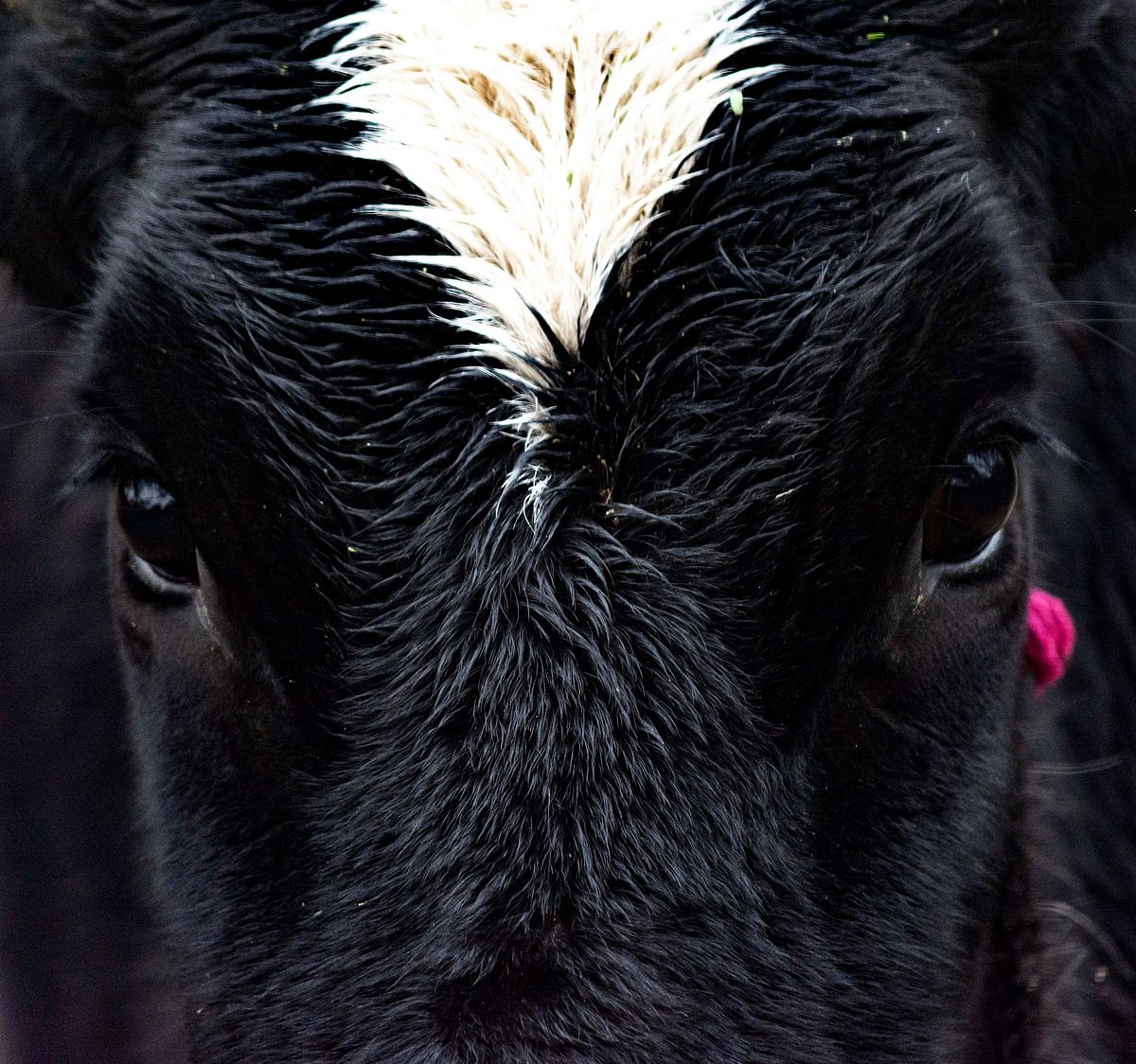 animal, jungle, forest, mammal, spicies