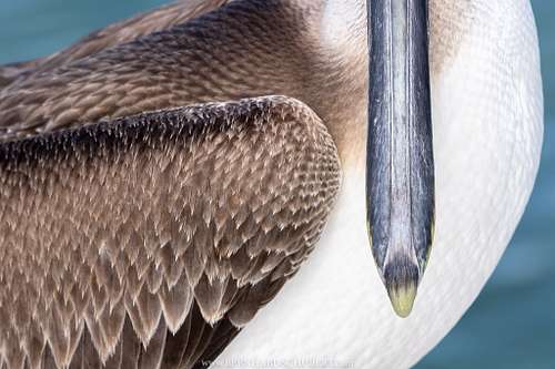 &ndash; Bird