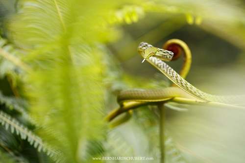 Ahaetulla prasina - Asian vine snake