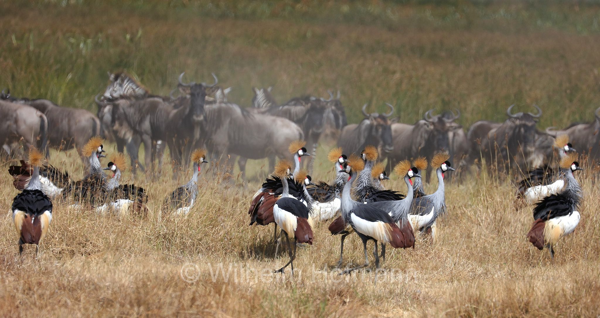 grey crowned crane, gray crowned crane, Südafrika-Kronenkranich, Grauhals-Kronenkranich, Heller Kronenkranich, gru coronata grigia, gru coronata africana, gru dalla corona dorata, gru coronata dell'Africa orientale, gru africana, gru coronata orientale, gru del Sudafrica, gru crestata, Balearica regulorum, ﻿area di conservazione di Ngorongoro, Ngorongoro Conservation Area, Ngorongoro Krater, Tanzania, Tansania