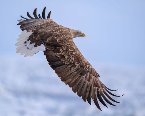 Beautiful light White-tailed eagle