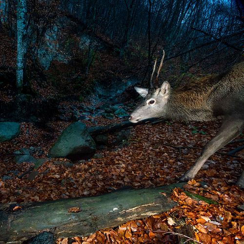 Cervus elaphus – Rothirsch und Feuersalamander