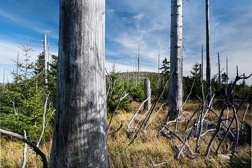 Auf dem Dreisesselberg